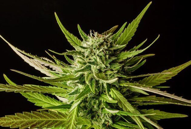 Dosidos feminised cannabis seeds by Kannabia for indoor and outdoor